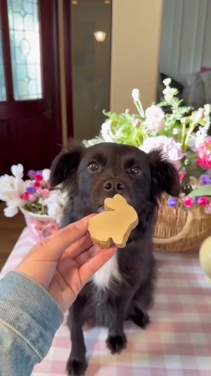 Fun Shaped Cookies: 35 Cut-Out Cookie Recipes to Decorate 3 Black and white dog about to eat a bone-shaped dog treat cookie.