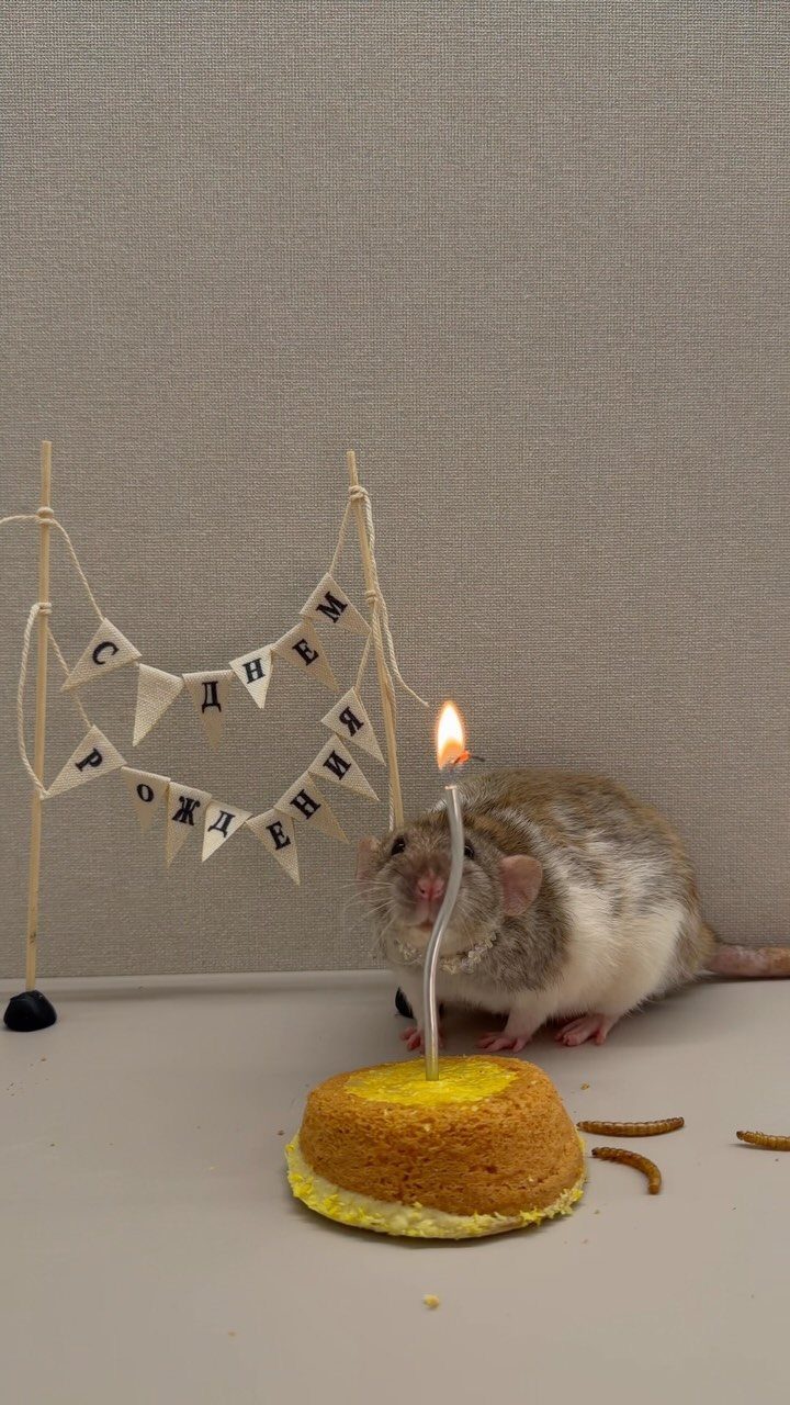 Rat Birthday Cake: 12 Ideas for Pet Rats, Pirates and Chefs 13 Brown and white rat standing next to a small yellow birthday cake with candle