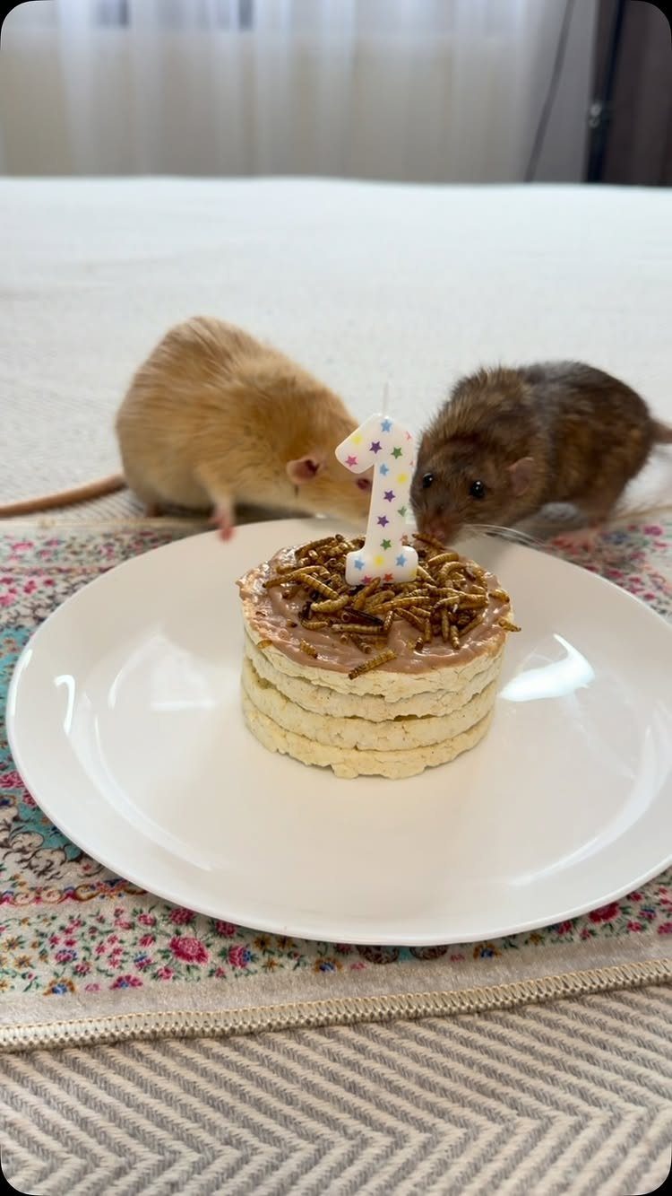 Rat Birthday Cake: 12 Ideas for Pet Rats, Pirates and Chefs 12 Two rats eating a small pancake cake with a number one candle on a plate.